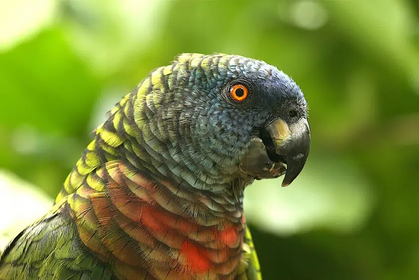 Best St. Lucia's Hiking & Nature Activities: Millet Bird Sanctuary