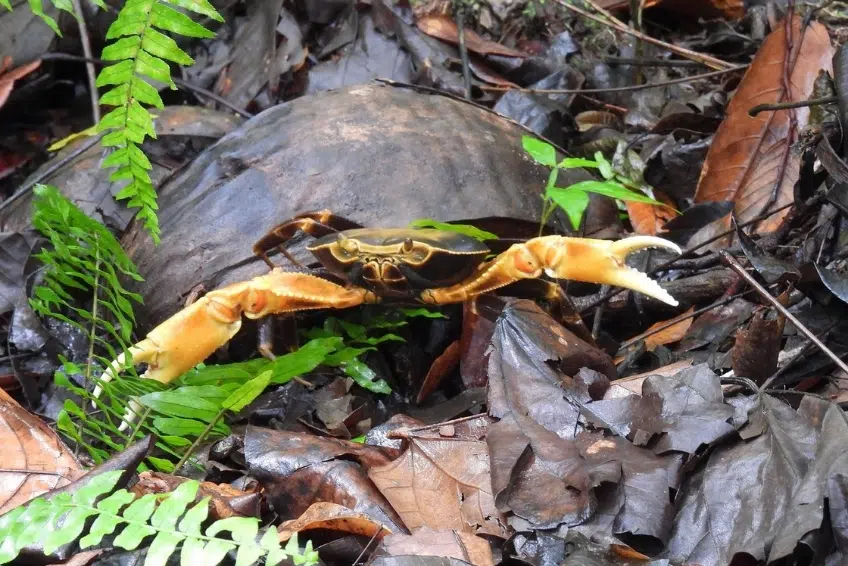 Best St. Lucia's Hiking & Nature Activities: Millet Bird Sanctuary