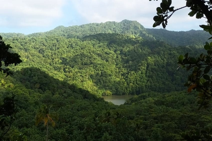 Best St. Lucia's Hiking & Nature Activities: Millet Bird Sanctuary