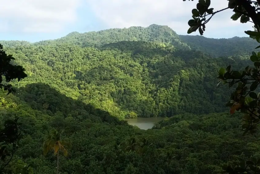 Best St. Lucia's Hiking & Nature Activities: Millet Bird Sanctuary