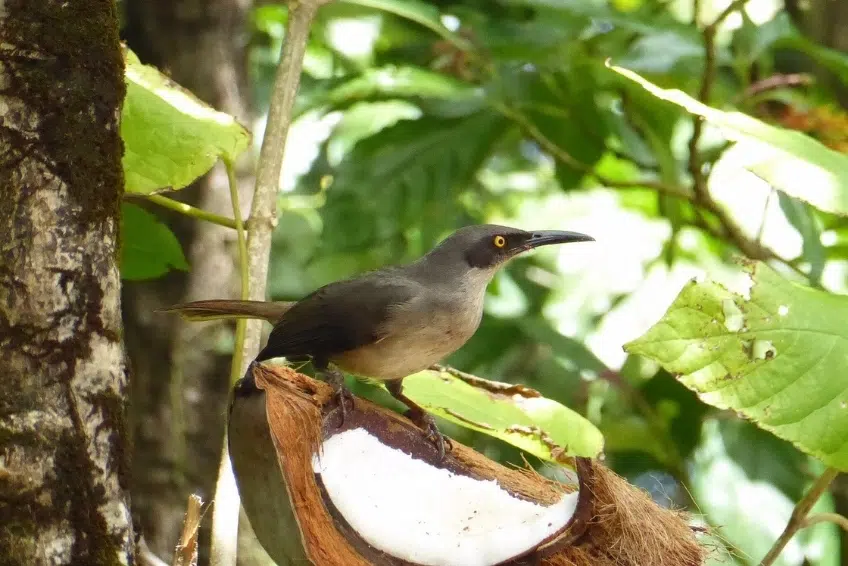 Best St. Lucia's Hiking & Nature Activities: Millet Bird Sanctuary