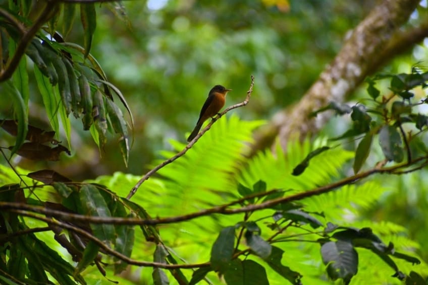 Best St. Lucia's Hiking & Nature Activities: Millet Bird Sanctuary