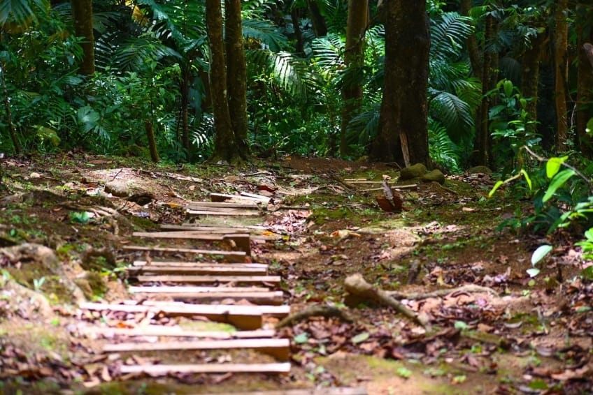Best St. Lucia's Hiking & Nature Activities: Millet Bird Sanctuary