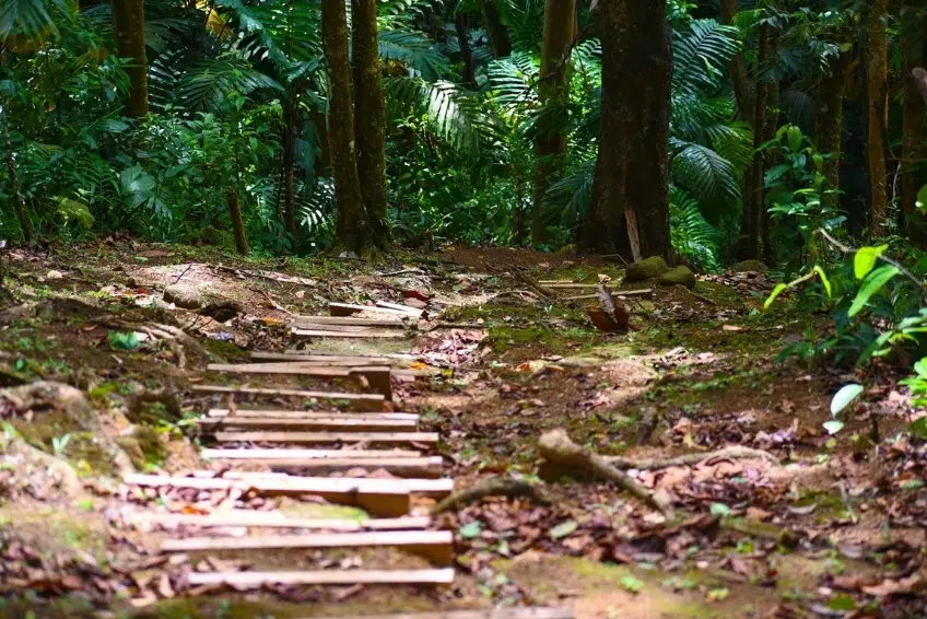 Best St. Lucia's Hiking & Nature Activities: Millet Bird Sanctuary