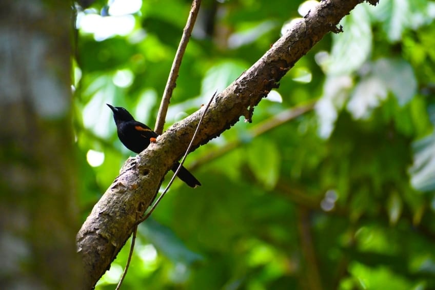 Best St. Lucia's Hiking & Nature Activities: Millet Bird Sanctuary