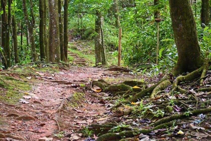 Best St. Lucia's Hiking & Nature Activities: Millet Bird Sanctuary