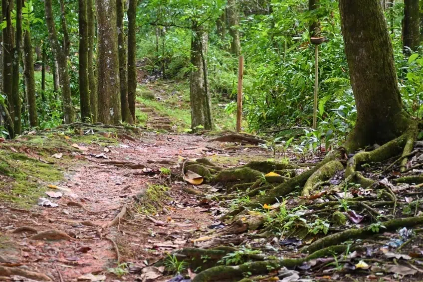 Best St. Lucia's Hiking & Nature Activities: Millet Bird Sanctuary