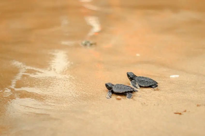 St. Lucia Turtles