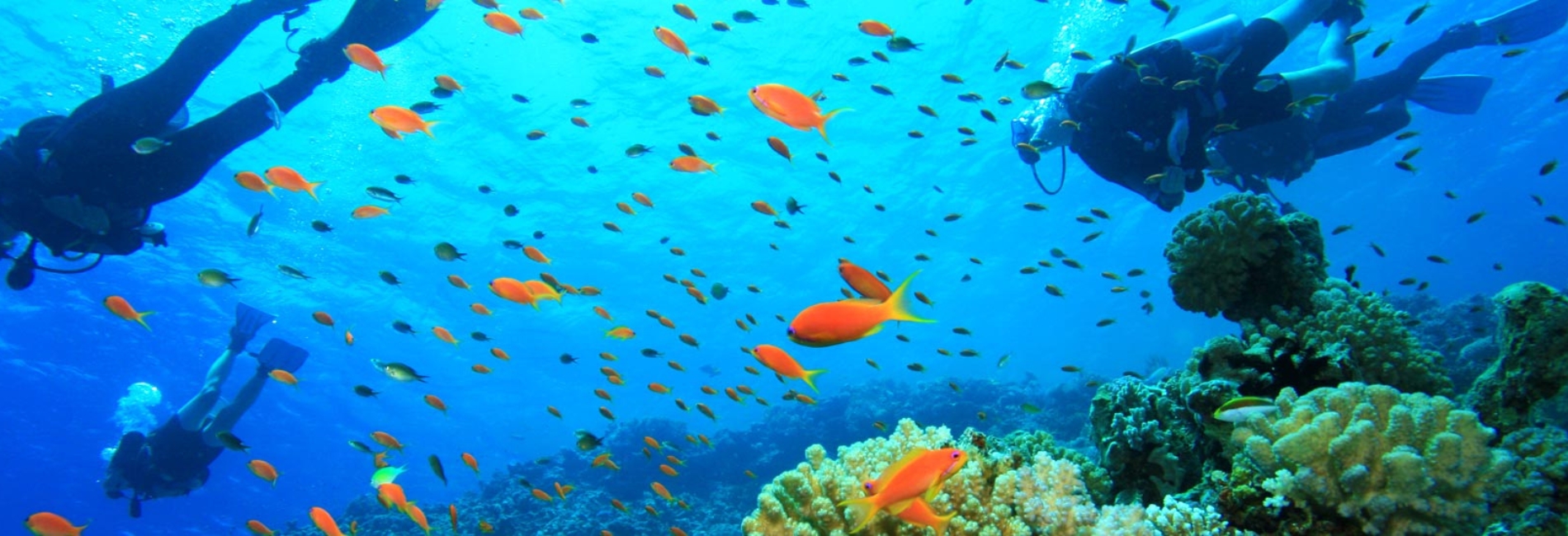 Best St. Lucia Water Activities: