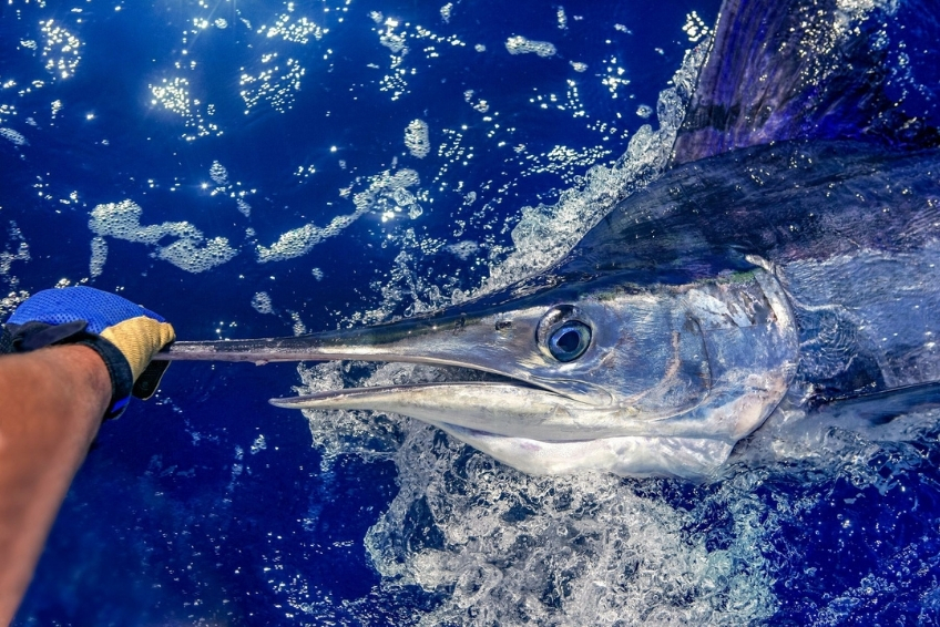 Best St. Lucia Water Activities: Deep-Sea Sport Fishing