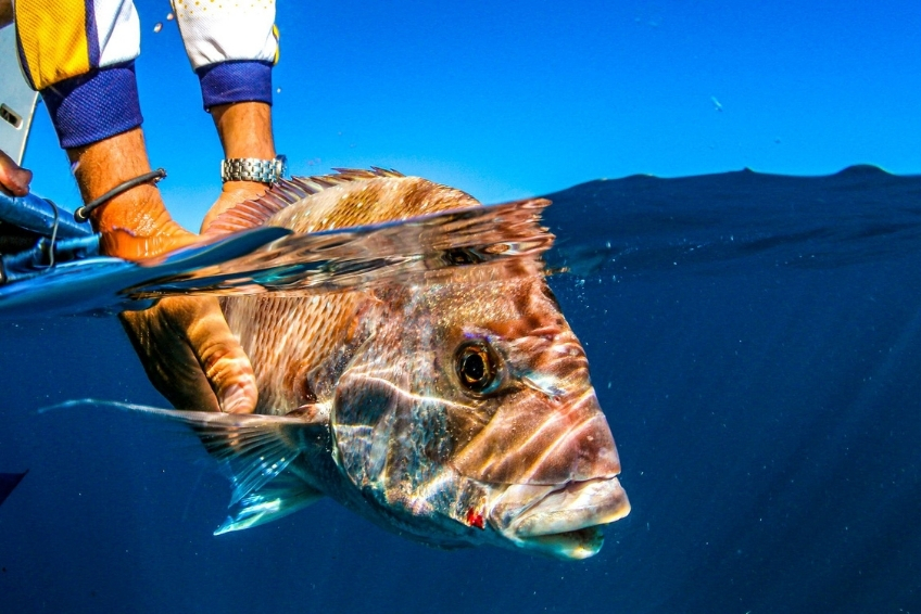 Best St. Lucia Water Activities: Deep-Sea Sport Fishing