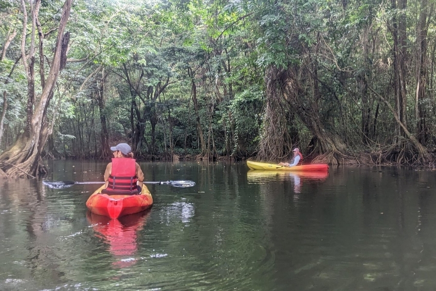 Best St. Lucia Water Activities: Kayaking Through Mangrove Sanctuaries