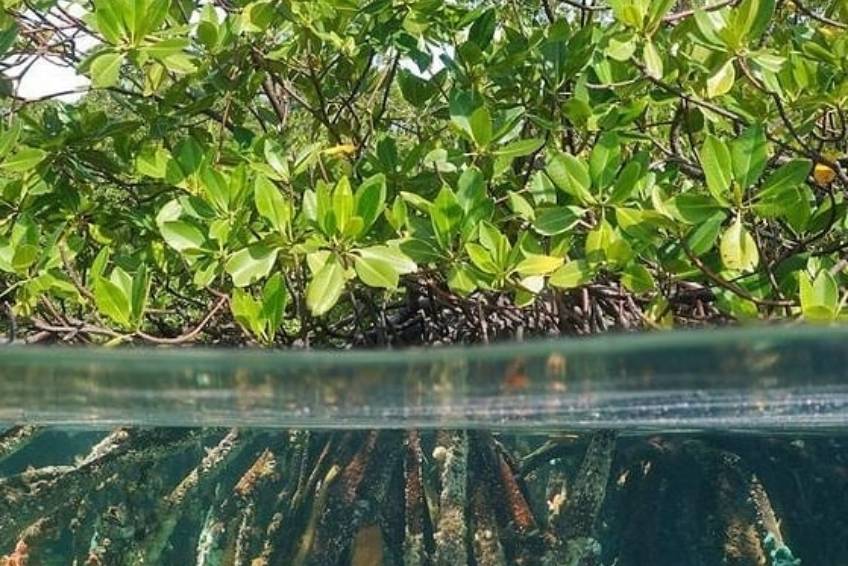 Best St. Lucia Water Activities: Kayaking Through Mangrove Sanctuaries