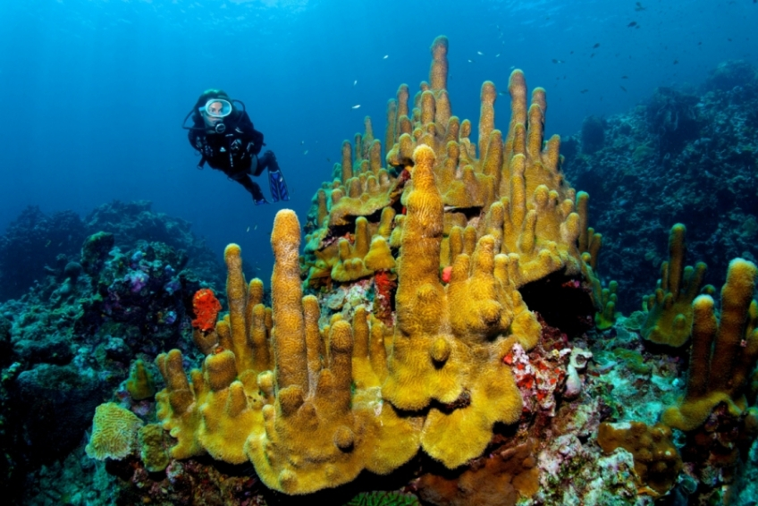 Best St. Lucia Water Activities: Scuba Diving