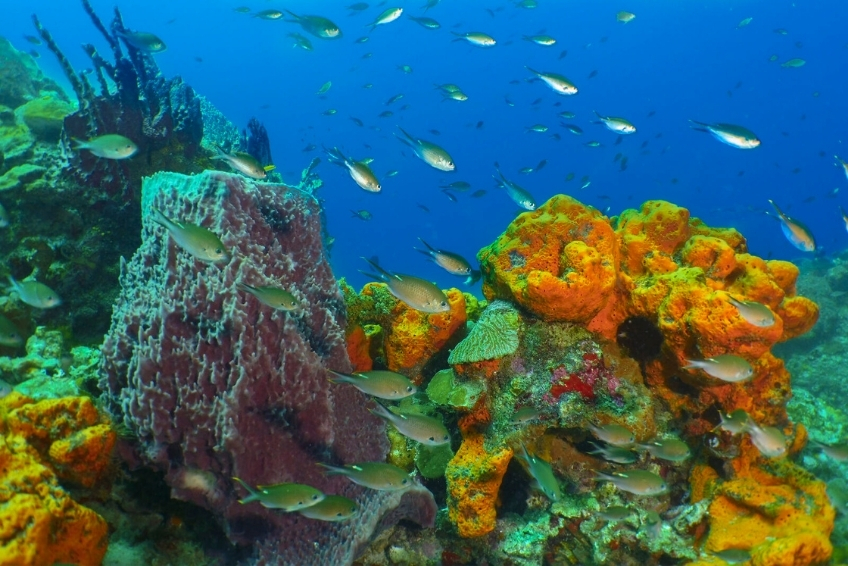 Best St. Lucia Water Activities: Scuba Diving