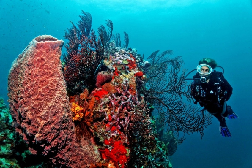 Best St. Lucia Water Activities: Scuba Diving