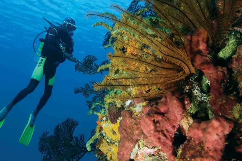Best St. Lucia Water Activities: Scuba Diving