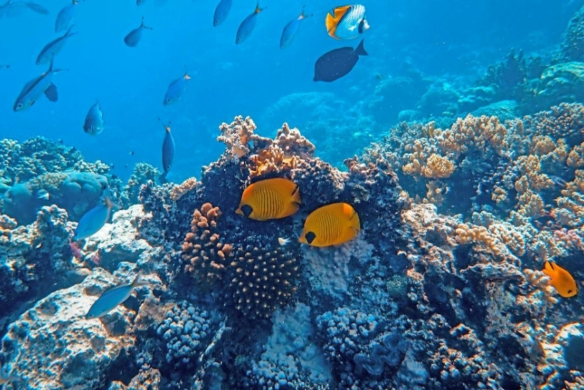 Best St. Lucia Water Activities: Snorkeling Adventures