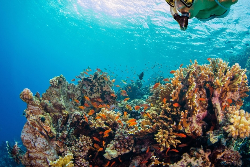 Best St. Lucia Water Activities: Snorkeling Adventures