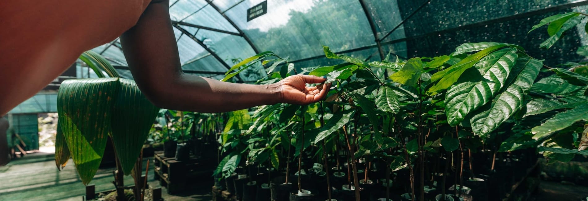 St. Lucia Cultural Activities St. Lucia Cultural Activities