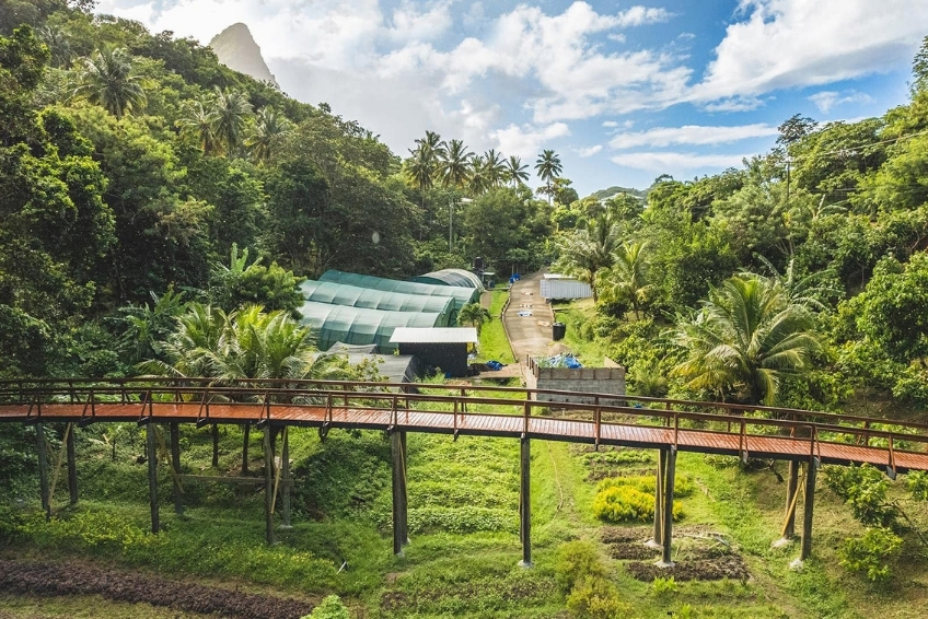 Best St. Lucia Rainy Day Activities: Tree-to-Bar Chocolate Experiences at Working Cacao Estate