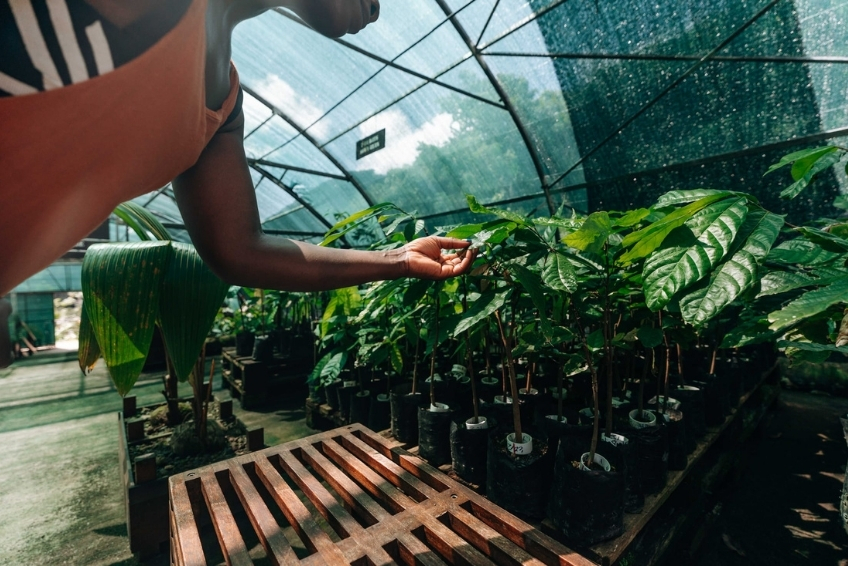 Best St. Lucia Rainy Day Activities: Tree-to-Bar Chocolate Experiences at Working Cacao Estate