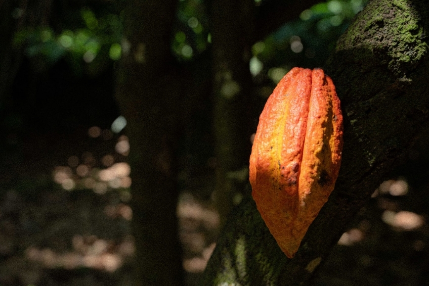 Best St. Lucia Rainy Day Activities: Tree-to-Bar Chocolate Experiences at Working Cacao Estate