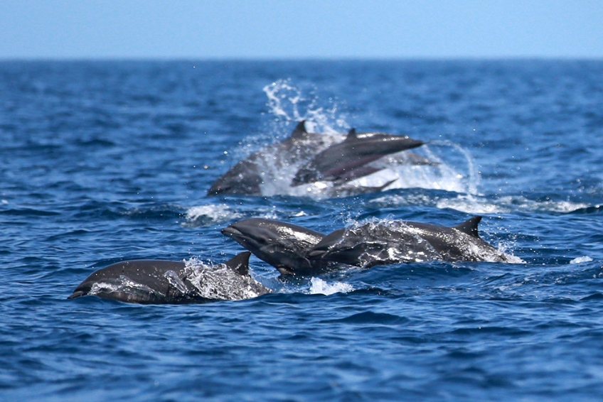 Best St. Lucia Water Activities: Whale and Dolphin Watching