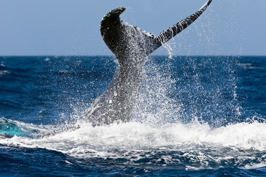 Best St. Lucia Water Activities: Whale and Dolphin Watching