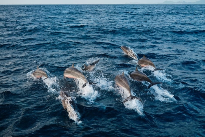 Best St. Lucia Water Activities: Whale and Dolphin Watching