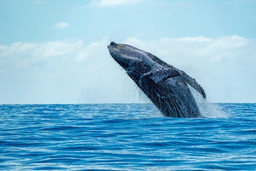 Best St. Lucia Water Activities: Whale and Dolphin Watching