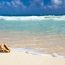 Close-up of a conch shell on white sand beach in the Cayman Islands with gentle waves and turquoise water washing onto the shore