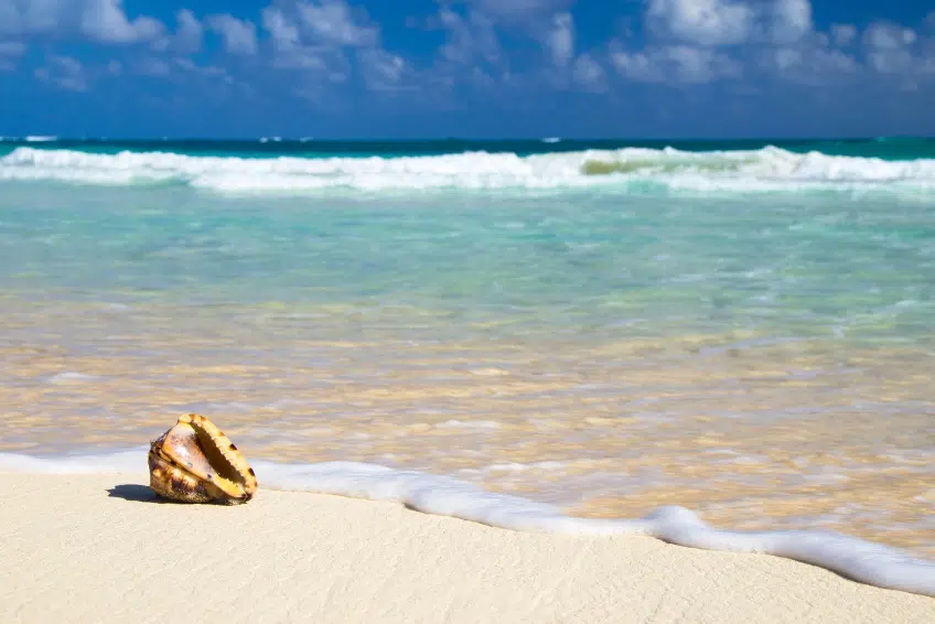 Close-up of a conch shell on white sand beach in the Cayman Islands with gentle waves and turquoise water washing onto the shore