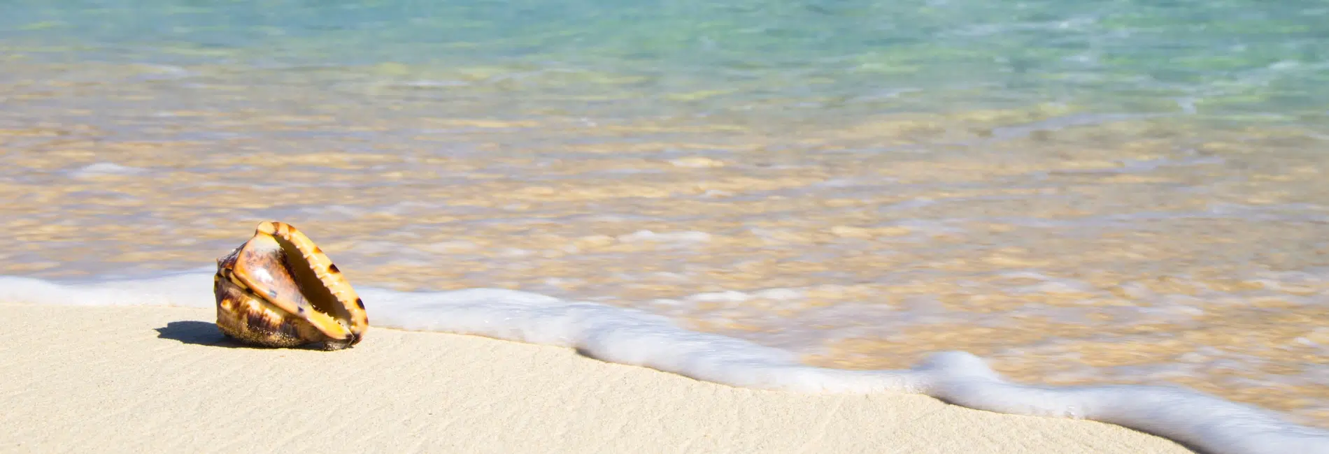 Close-up of a conch shell on white sand beach in the Cayman Islands with gentle waves and turquoise water washing onto the shore