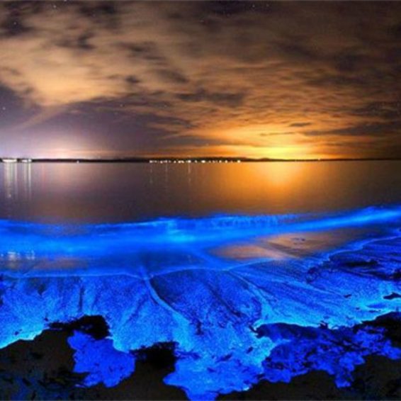 Vieques Bioluminescence Bay, Puerto Rico Glowing Blue Waters at Night Stunning bioluminescence at Vieques Bay in Puerto Rico with glowing blue water illuminating the shore at night, orange sky, stars, and distant lights across the bay